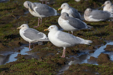 Fototapeta premium Glaucous Gull bird