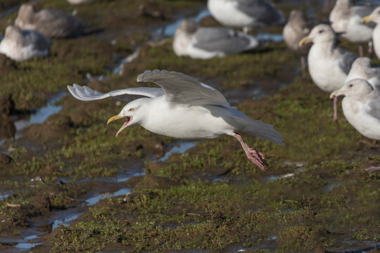  Glaucous Gull  Bird