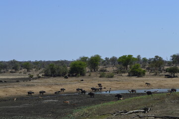 Fototapeta na wymiar South Africa landscape