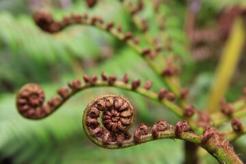 Closeup of rolled up fernleaf plant © Photofex