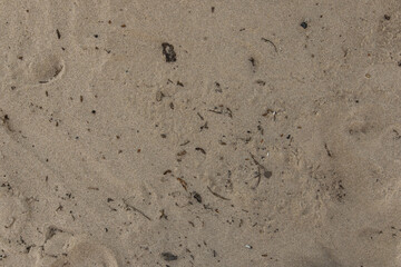 sandy beach with footprints, shoe prints in the sand on the beach and dogs paw prints texture