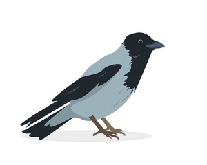 Crow bird isolated on white background.