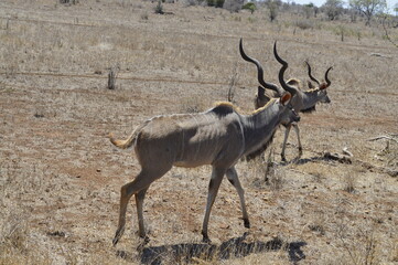 Antelope walking