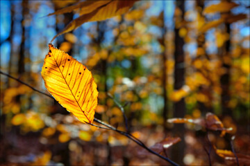 Close-up the oak tree leaf in the valley in autumn