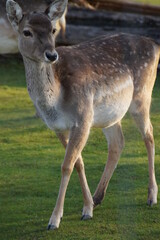 Oh Deer