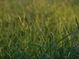 green grass in the field