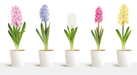 Hyacinth isolated on white big vector 3d set in white pots. Interior design, jacinth five colours white, yellow, blue, pink, purple. Hyacinthus orientalis. litwinowii, spring symbol, women day.