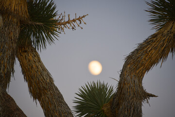 California- Extreme Close Up of Joshua Tree Yucca Branches at Moonrise
