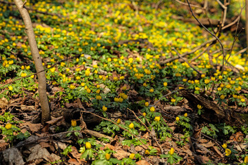 nature reserve near Jena with lots of winter aconite flowers in early spring