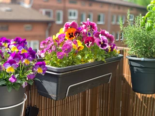 Zelfklevend Fotobehang Beautiful bright heartsease pansies flowers in vibrant purple, violet, and yellow color in a long flower pot hanging on the balcony fence, spring beautiful balcony flowers high angle view © Lapasmile