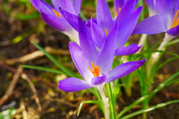 Fototapeta premium purple crocus flower Crocus tommasinianus close up of elves crocus on the forest floor