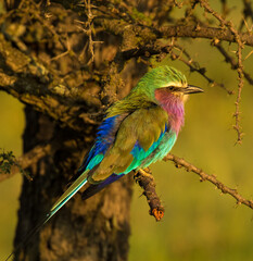 a Lilac breasted roller on the Masai Mara savannah, Kenya