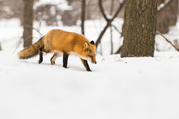 Red fox in Canadian winter