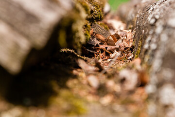 Autumn brown leaves