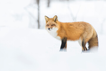 Red fox in Canadian winter