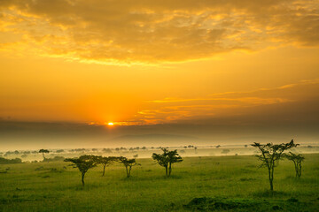 Acacia trees and spring green grass at sunrise on the Maasai Mara savannah, Kenya, Africa.