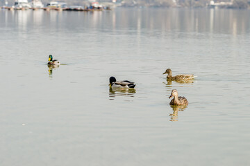 Wild ducks in their natural environment 