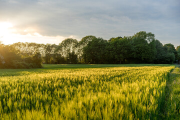 View of a green field