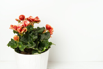 Potted blooming begonia elatior with pink or orange flowers on white background.