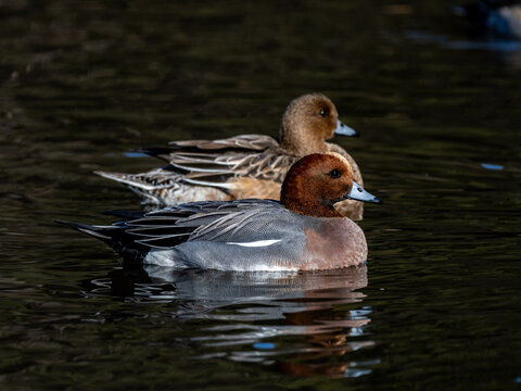 Selective focus shot of Eurasian wigeon ducks, Mareca Penelope in a small pond