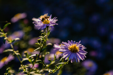 Fototapeta premium Field flowers on which insects and bees sit close up