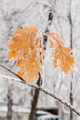 Winter leaves covered with snow and hoarfrost