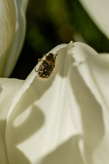 White tulips with an insect on a petal