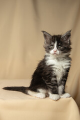 Cute little Maine Coon kitten, 6 weeks old, on a beige background. Copy space
