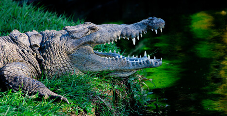 Obraz premium Crocodile 