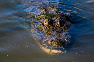 alligator in the water