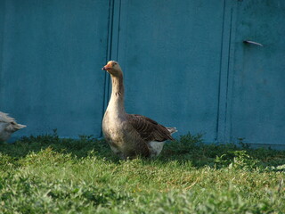 goose on the grass
