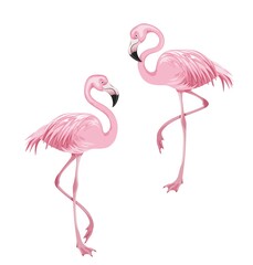 Flamingos. Pink tropical birds. Colorful design element. Isolated on white background. Vector illustration