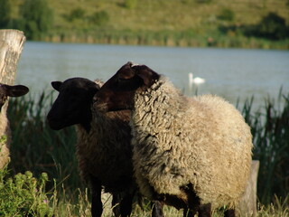 sheep in the field