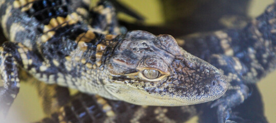 Juvenile Young Alligator 