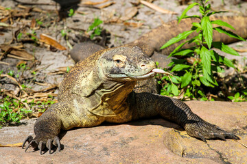 Komodo Dragon 