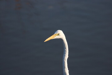 Great Egret White Bird