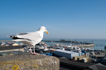A seagull perches on a concrete post above Ramsgate Royal Harbour.
