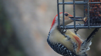 Red Bellied Woodpecker Using Tongue