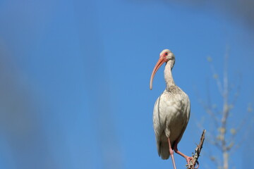 White Ibis Bird Photography