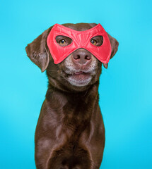 studio shot of a dog on an isolated background