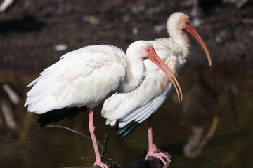 White Ibis Bird Photography