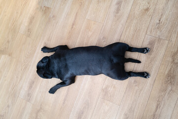 Staffordshire Bull Terrier dog lying flat on his stomach in a distinctive style with his legs out stretched - 417480375