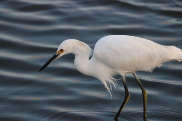 Snowy Egret in the Water
