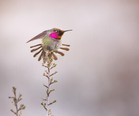 wintering male anna's hummingbird showing his display on a sagebrush plant