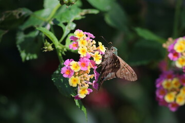 Long Tailed Skipper Butterfly on a Flower