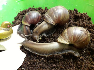 Large snails in the ground