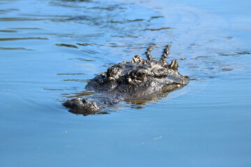 Alligator Swimming in the Water