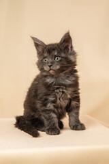 A kitten is a Maine Coon. Cute Maine Coon cat on beige background. A funny little purebred cat, gray in color. Studio shooting