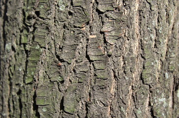 Corteccia del tronco dell'albero nel parco