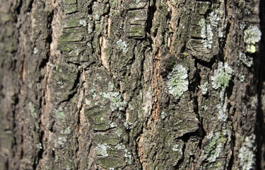 Corteccia del tronco dell'albero nel parco